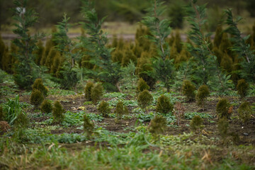 Plantation of young fir trees near Christmas time