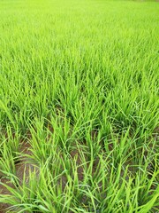 the rice mud that was starting to grow