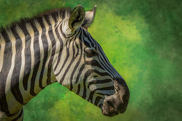 portrait of a zebra against a green background