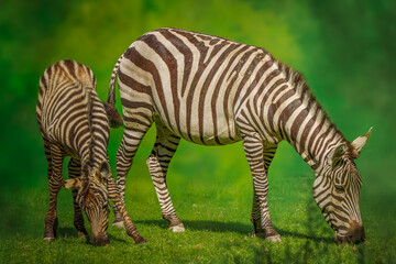 Fototapeta na wymiar a mother zebra and a young colt grazing in a field