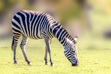 Fototapeta na wymiar a grazing zebra