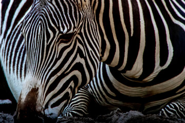 Fototapeta na wymiar portrait of a laying zebra