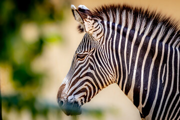 Fototapeta na wymiar portrait of a zebra