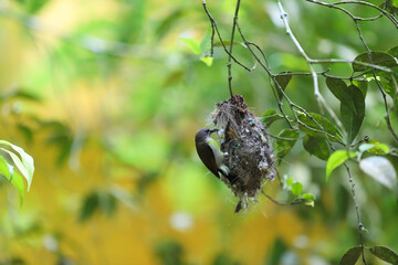 Bird feeding its babies in the bird nest on a tree