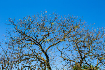 Árvore IMG_6075