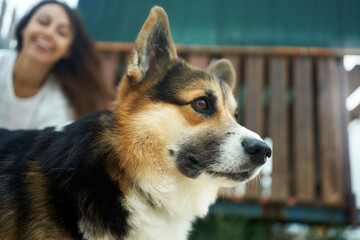 close-up portrait cute welsh corgi dog looking away, his female owner on bakground