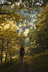 Obraz premium Randonneur dans la forêt