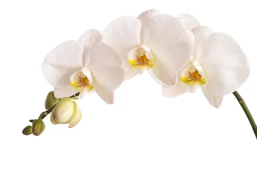 Fototapeten Phalaenopsis © womue