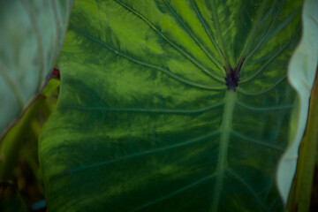 Close up Fresh banana Taro leaf
