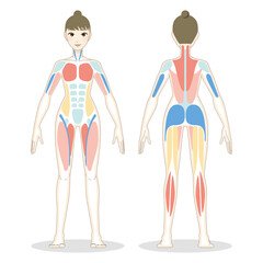 若い女性の全身筋肉イラスト