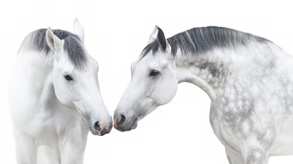 Fototapeta na wymiar Two White andalusian horse portrait on white background. High key image