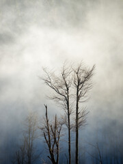 Devasted trees with fog in winter at mountain ridge Hohe Wand in lower austria