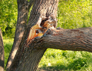 A large massive branch broke off from the main tree trunk under its own weight