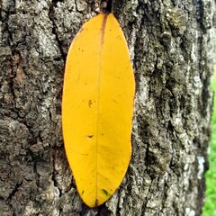 yellow leaf on a tree