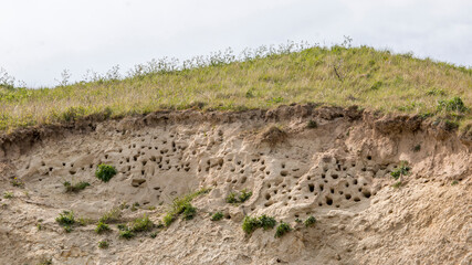 Fototapeta na wymiar Gerrild Klint in Denmark, Birds nest in the cliff and breed there, many birds fly around
