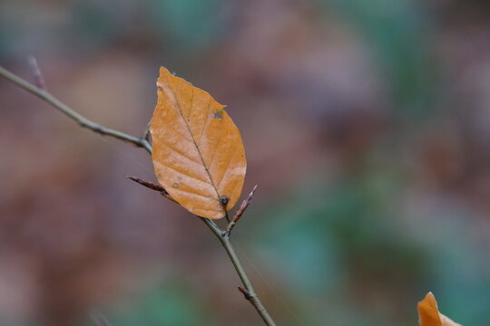 ein braunes Buchen Blatt im Herbst