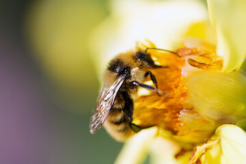 The insect collects pollen on a yellow flower in a summer garden. Macro.