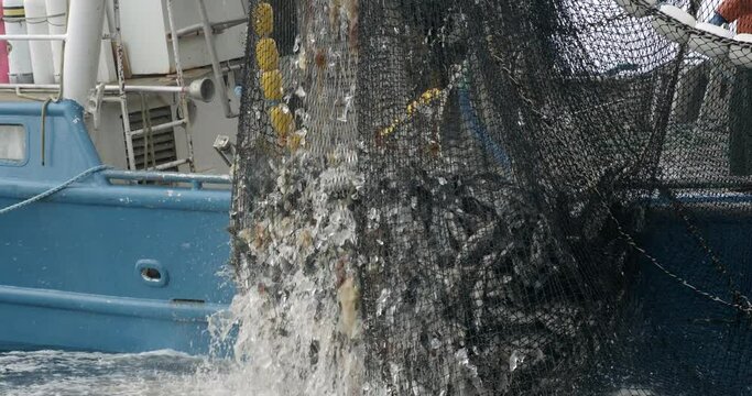 Fishing Boat Pulling Out a Net Full of Salmon Fish From Pacific Ocean Water Near Alaskan Coast, USA. Slow Motion