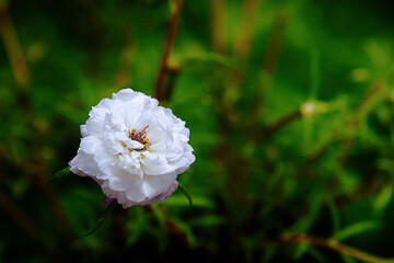 mose rose white flower freshness sunny spring plant pretty