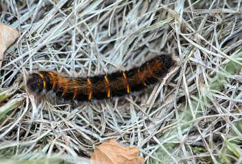 Im Gras wandelnde Raupe des Brombeerspinners.