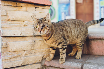 adopted a cat who is blind in one eye.
