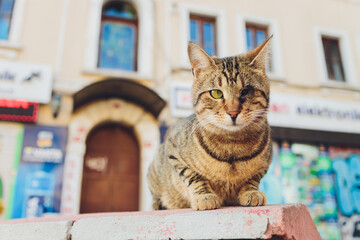 adopted a cat who is blind in one eye.