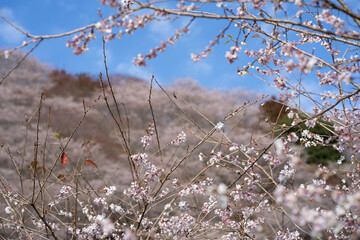 川見四季桜と紅葉と青空