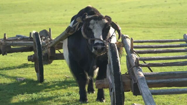 Traditional tumbrel and black yak steer in rural meadow. A tumbrel or tumbril cart is a two-wheeled cart or wagon typically designed to be hauled by a single horse or ox. Primitive primordial rudiment