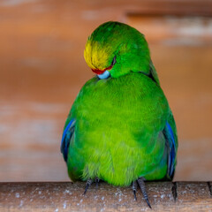 New Zealand yellow-crowned parakeet (Cyanoramphus auriceps). One of New Zealand's endemic parrot species.
