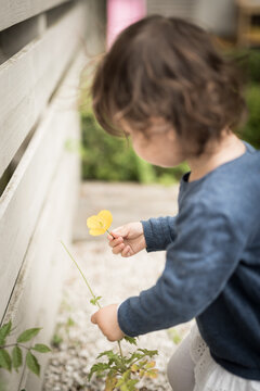 A toddler holds a yellow flower on her hand and looks at it near the wooden fence of a garden in a house in Edinburgh, Scotland, United Kingdom