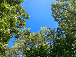 tall walnut trees from the ground looking up into the canopy with bright blue sky and colorful leaves