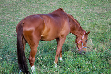 Obraz premium Ein Portrait eines Hengst, Pflerd auf einer Koppel beim grasen.
