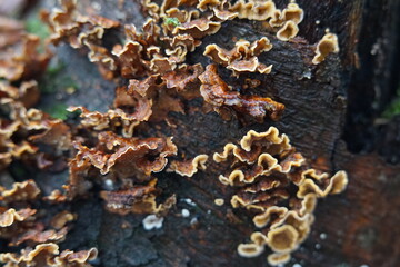 Pilze im Wald,Baumpilze,Lamellenpilz