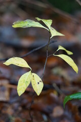 Blätter als Hintergrund