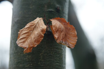 Blätter als Hintergrund