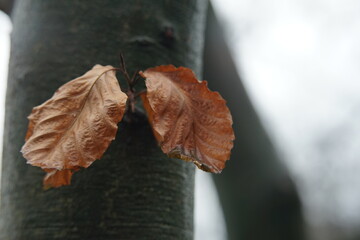 Blätter als Hintergrund