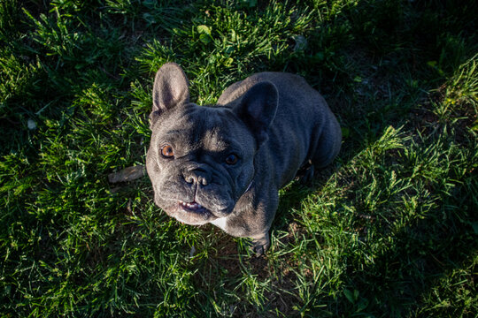 French bulldog