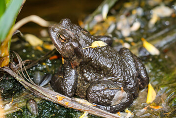 Eine Erdkröte, Boa Boa am Rand eines Teiches.