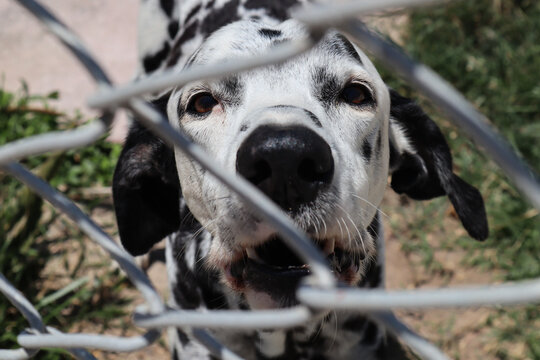 Dalmatian 