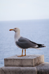 Ein Portrait einer Möwe auf einer Mauer stehend.