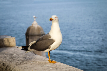 Ein Portrait einer Möwe auf einer Mauer stehend.