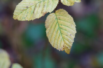 Blätter als Hintergrund