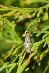 Obraz premium Eine Nahaufnahme eines Fliegenähnlichen Insektes auf einer Pflanze.