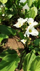 wild flowers that bloom when the sun shines in a beautiful garden