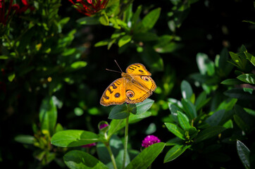 Yellow Butterfly resting on a flower. 