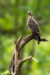 Buzzard sitting on a branch and looking for prey