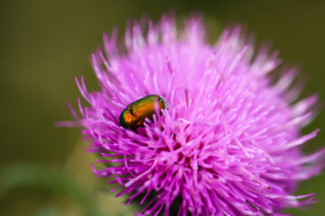 Eine Nahaufnahme eines Käfers auf einer Pflanze auf einer Wiese.