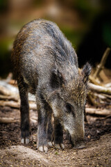 young wild pig looking for food in the forest
