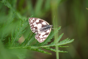 Nahaufnahme eines Schachbrettfalters, Schmetterling auf einer Pflanze.