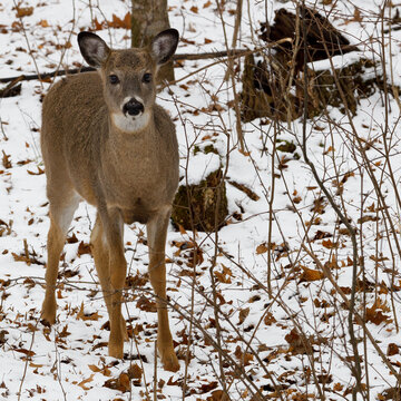 White-tailed deer (Odocoileus virginianus) standing on the snow covered ground in the forest during winter. Selective focus, background blur and foreground blur. Copy space.
